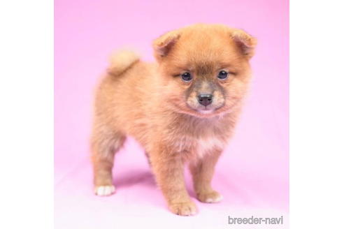成約済の千葉県のミックス犬-190527の4枚目